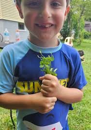 Foraging for Yellow Woodsorrel in Southern New England