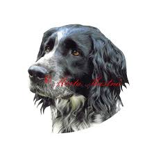 Image result for Velký münsterlandský ohař