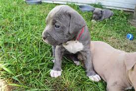 Star pitbull breeders home offers smart, beautiful, intelligent and cheap puppies for sale. View Ad American Pit Bull Terrier Litter Of Puppies For Sale Near Michigan Roscommon Usa Adn 13847