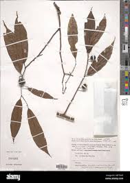 Image result for Leptonychia