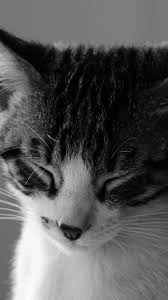 Sleepy Cat Wallpaper Iphone Android Desktop Backgrounds Cat Wallpaper Cat Background Cats