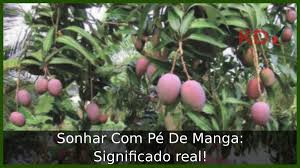 Sonhar Com Pé De Manga: Significado real!