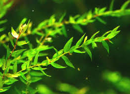 Image result for Rotala fontinalis