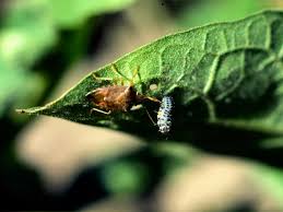 Spray an insecticide in your garden or hire a licensed exterminator to apply insecticides that include a synthetic pyrethroid. What To Do About Stink Bugs In The Garden Hgtv