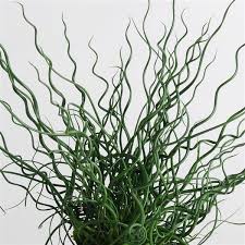 Image result for Juncus