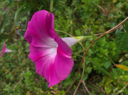 Image result for Ipomoea trinervia