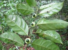 Image result for Heisteria zimmereri