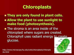 Plant cell is only found. Plant Cells Plant Cell Photosynthesis Cell Membrane