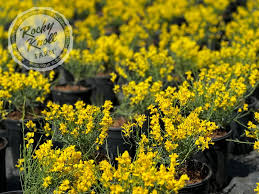 Image result for Genista