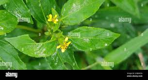Image result for Synedrella nodiflora