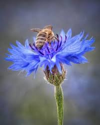 Maybe you would like to learn more about one of these? 36 Best Honey Bee Flowers Ideas Bee Flowers Honey Bee
