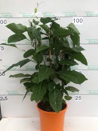 Image result for Passiflora ligularis