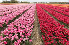For the first few years, we went to see the fields by bike. Where To Find Tulip Fields In The Netherlands A Practical Guide