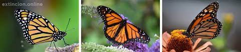 Mariposa Monarca Causas De Peligro Extincion 2019