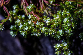 Image result for Argyrolobium rupestre