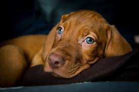Check out our hungarian vizsla selection for the very best in unique or custom, handmade pieces from our shops. Hungarian Vizsla Puppy North East Wedding Photographer