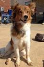 Australian Shepherd Golden Retriever Mix: Getting To Know ...