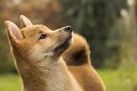 Watch out for people impersonating this page! Dogecoin Price Doge Price Index And Live Chart Coindesk