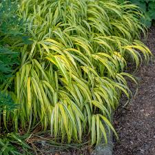 Image result for hakonechloa macra nicolas