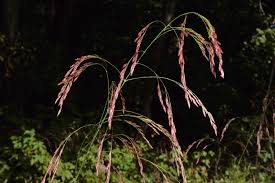 Image result for Liparis tridens