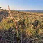 Image result for Ischaemum afrum