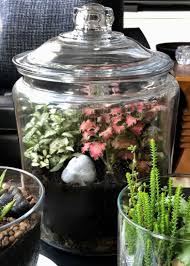 Making A Closed Terrarium Step By Step Guide Terrarium Diy Closed Terrarium Plants How To Make Terrariums