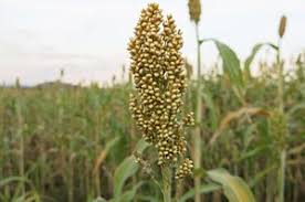 Hasil gambar untuk gambar sorgum