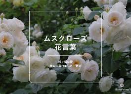 ムスクローズの花言葉｜名前の由来 ｜ 花言葉・誕生花｜HanaPrime（ハナプライム）