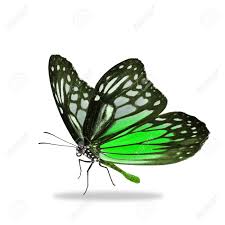 They are in fact of resin, skillfully coloured to create one of the most realistically. Beautiful Black And Green Butterfly Isolated On White Background Stock Photo Picture And Royalty Free Image Image 57178131