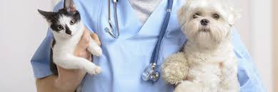 All care pet clinic palmdale, ca 93551. Pet Care Service In Virginia Dumfries Animal Hospital