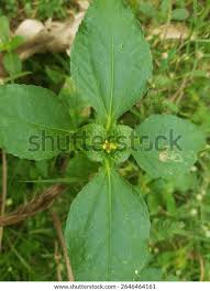Image result for Synedrella nodiflora