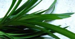 細葉が魅力 観葉植物ドラセナ アンガスティフォリアを通販で手に入れよう ひとはなノート