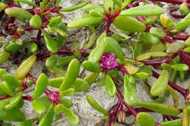 Image result for Sesuvium portulacastrum