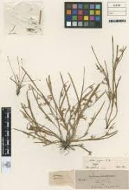 Image result for Scleria mikawana