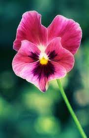 Pin On Flowers