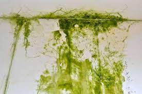 Der grüne schimmel ist der wohl bekannteste und am häufigsten verbreitete. Ist Gruner Schimmel Gefahrlich Wie Entfernen Und Verhindern