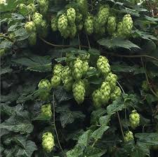 Auch hopfentee oder hopfentinktur können sie daraus herstellen. In Meinem Garten Wachst Hopfen Kann Man Daraus Bier Machen Politik Alkohol Gastronomie