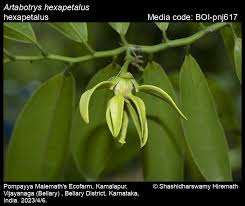 Image result for Artabotrys