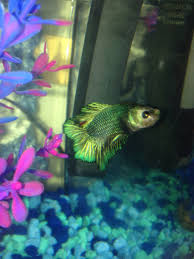 Does My Betta Have Velvet My Aquarium Club
