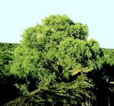 Image result for Stemodiopsis rivae