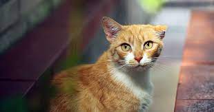 You might feel like food is stuck in your throat. Found A Lump On Your Cat Pdsa