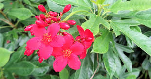 Image result for Jatropha erythropoda