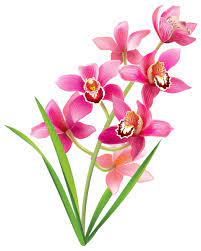 Pink Orchids Png Clipart Image Flower Art Orchid Drawing Simple Flower Drawing