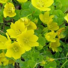 Image result for Lysimachia brevipes