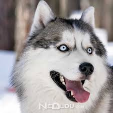 Sibirya Kurdu Husky Bakimi Ve Ozellikleri