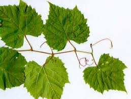 Image result for Vitis