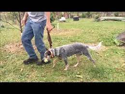 Australian Cattle Dog Nips At Ankles Or Head Butts Youtube