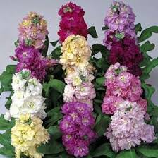 Matthiola Incana Container Flowers Blue Flowering Plants Stock Flower