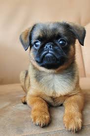 Yalin Budak Adli Kullanicinin Dogs Panosundaki Pin Pug Pug Kopekler Hayvan