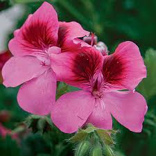 (0 items) your cart is empty; Pelargonium Crystal Palace Gem Finegardening